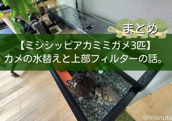 【ミシシッピアカミミガメ３匹】カメの水替えと上部フィルターの話まとめ