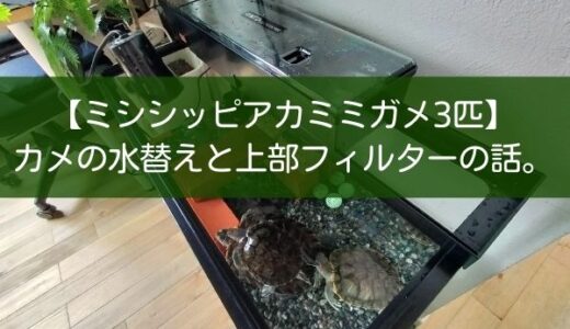 【ミシシッピアカミミガメ3匹】カメの水替えと上部フィルターの話。