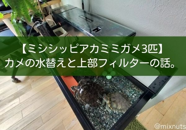 【ミシシッピアカミミガメ３匹】カメの水替えと上部フィルターの話