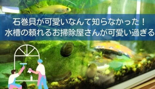 石巻貝が可愛いなんて知らなかった！水槽の頼れるお掃除屋さんが可愛い過ぎる