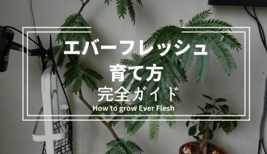 室内緑化の秘密兵器：エバーフレッシュの魅力と育て方