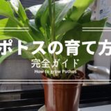 ポトスの育て方