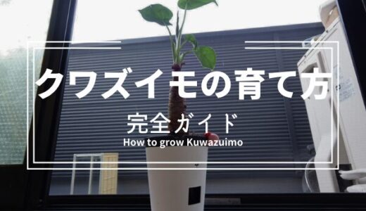 成長を肌で感じる！クワズイモの育て方と魅力的な育て方